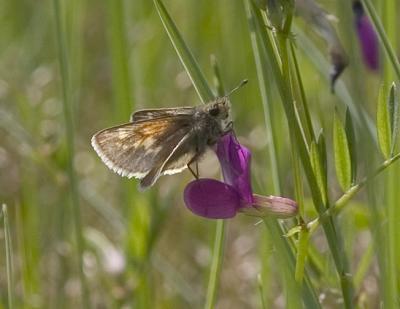 Mardon skipper (Polites mardon mardon)