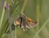 Mardon skipper (Polites mardon mardon)