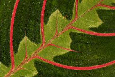 leaf vein