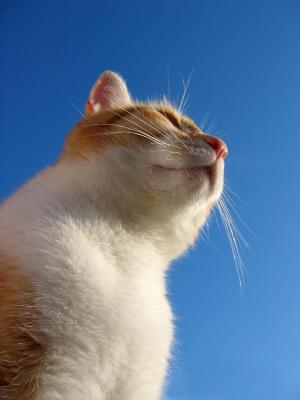 Into the sun