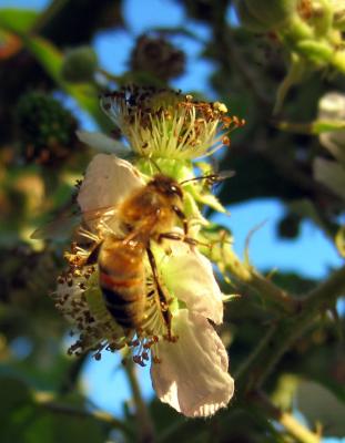 Bee 2