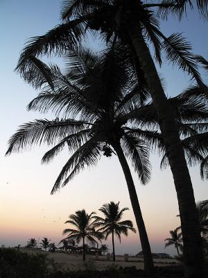 Palms at twilight