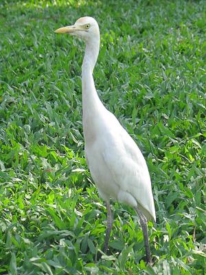 White egret 3