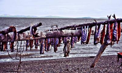 Salmon drying in Kotzebue