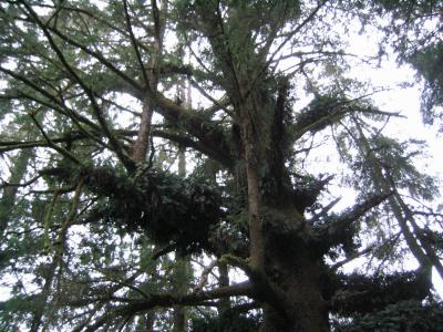 Note the many individual trees growing out of the horizontal branches of the main one...pretty cool!