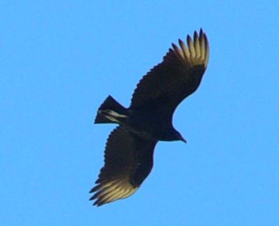 black vulture nov27 059.jpg