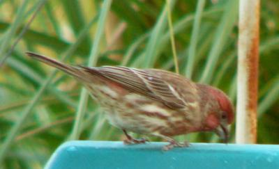 house finch dec3 048.jpg