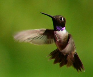 july_hummers