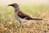 Mockingbird-cropped.jpg