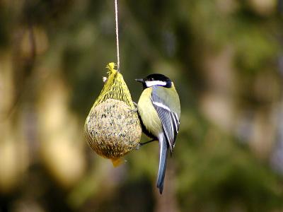 Kohlmeise (Great Tit)