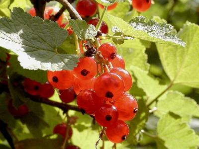 Johannisbeeren (Redcurrant)