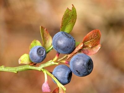 Heidelbeeren (Blueberries)