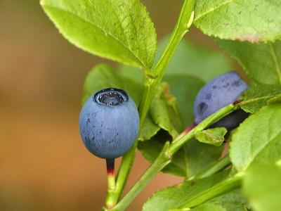 Heidelbeere (Blueberry)