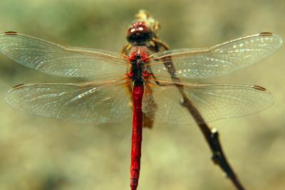 Libyan Dragonfly - Red Back
