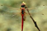 Libyan Dragonfly - Red Back