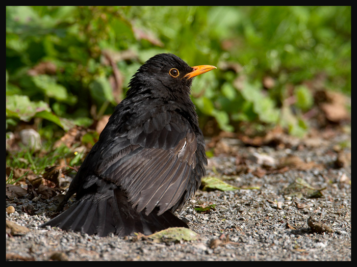Blackbird (Turdus merula)