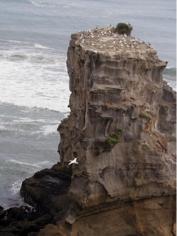 Gannet Nesting on the Mainland