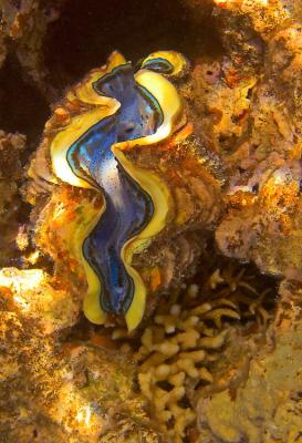 The maxima clam