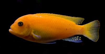 IMG_9819m.jpg 20D/1002,8macro