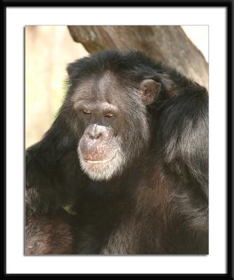 chimp.jpg