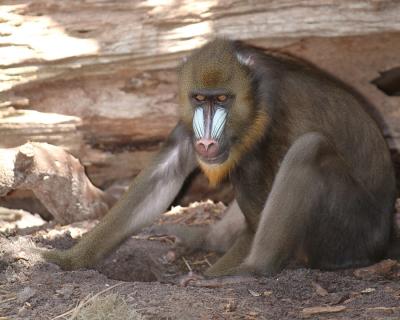 mandrill2copy.jpg