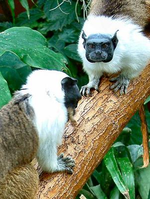 u48/sandpiper/medium/40101268.PiedTamarin7.jpg