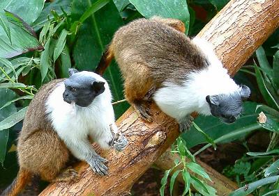 u48/sandpiper/medium/40102989.PiedTamarin9.jpg