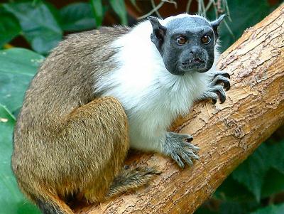 u48/sandpiper/medium/40102990.PiedTamarin10.jpg