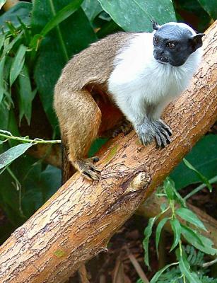 u48/sandpiper/medium/40102991.PiedTamarin11.jpg