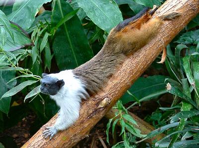 u48/sandpiper/medium/40102992.PiedTamarin12.jpg