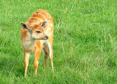 BAMBI  ???
