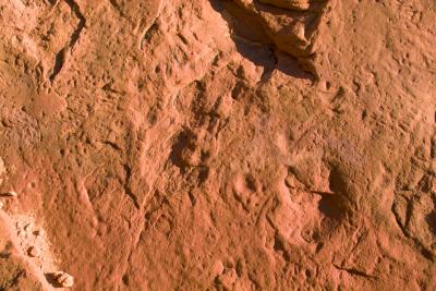 u48/sandyfleischman/medium/37317776.IMG00568velociraptorprint.jpg
