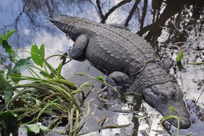 IMG01136.jpg Alligator 50mm EX