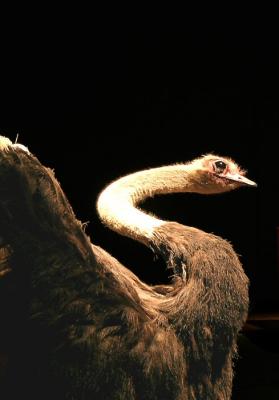 Natural History : ostrich