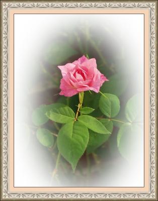 Lynette's Rose.jpg