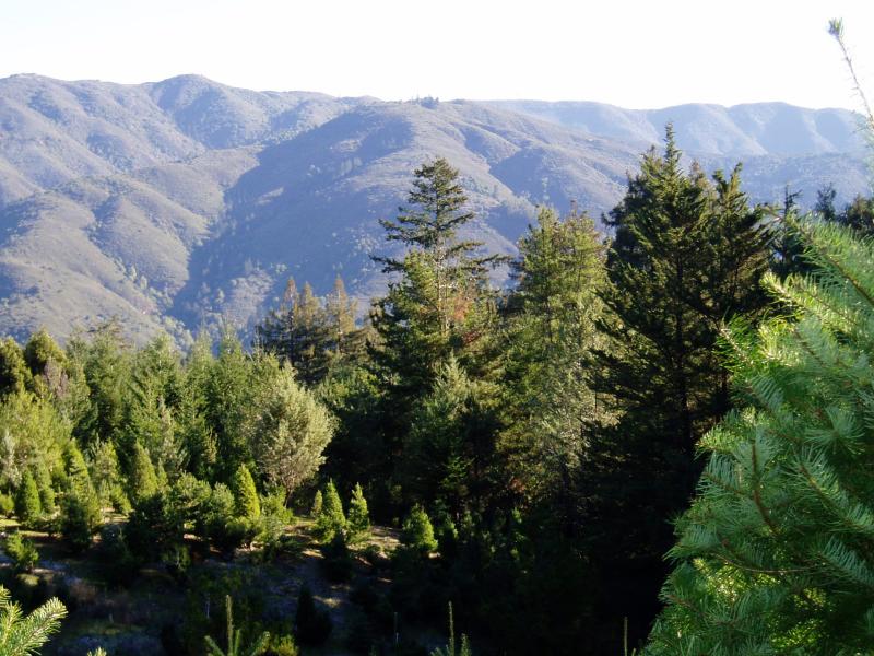 View of our mountains from Peacock