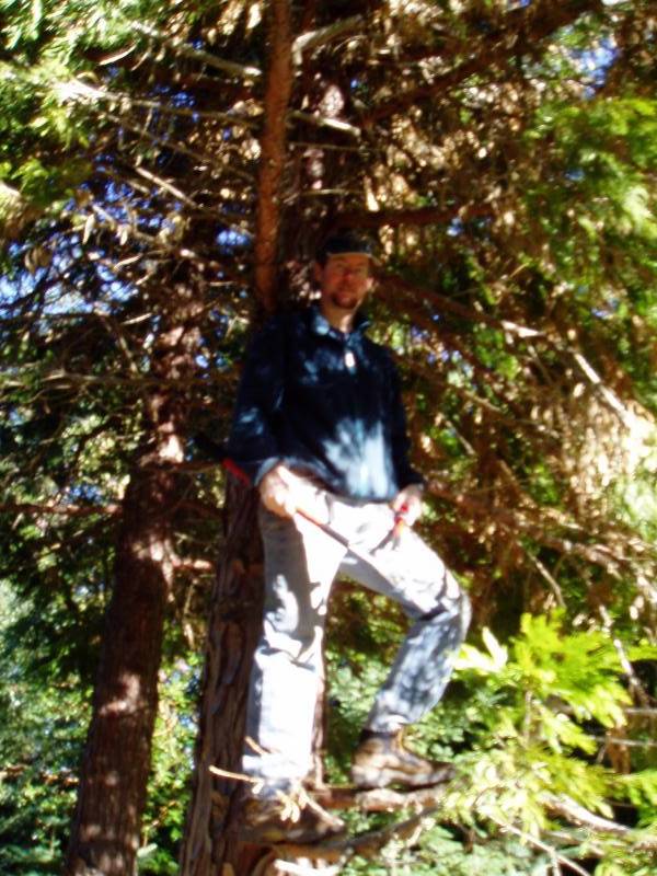 Scott climbs a Cedar tree to get cuttings