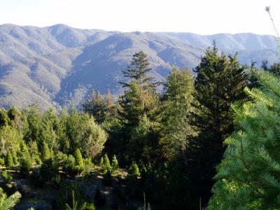 View of our mountains from Peacock