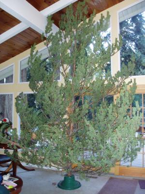 Our tree; 12 feet tall.  Got ornaments?