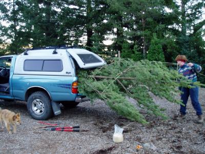 Scotts pick: a Scottish Pine gets loaded into the Toyota