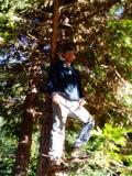 Scott climbs a Cedar tree to get cuttings