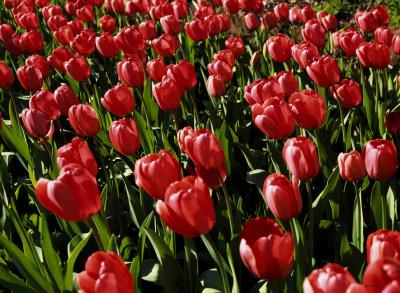 Tulips Red.jpg