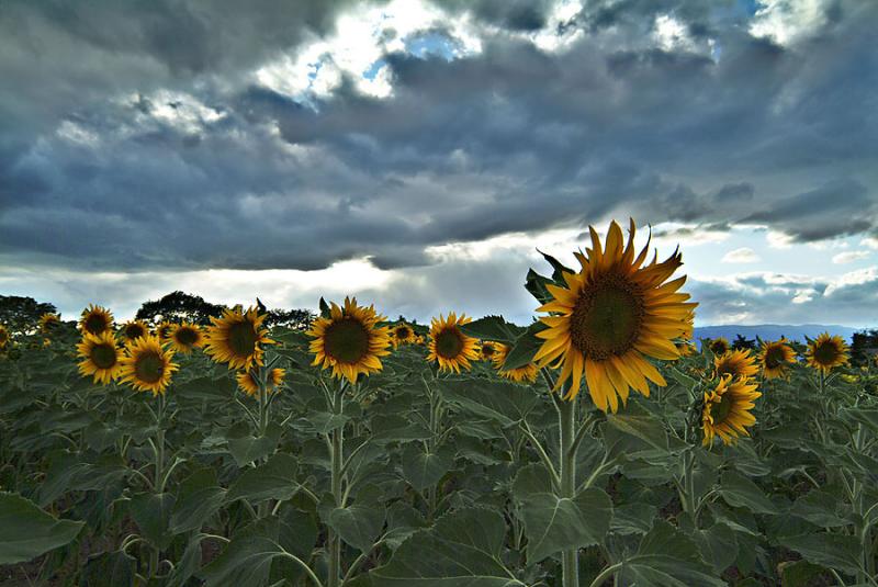 Sunflowers