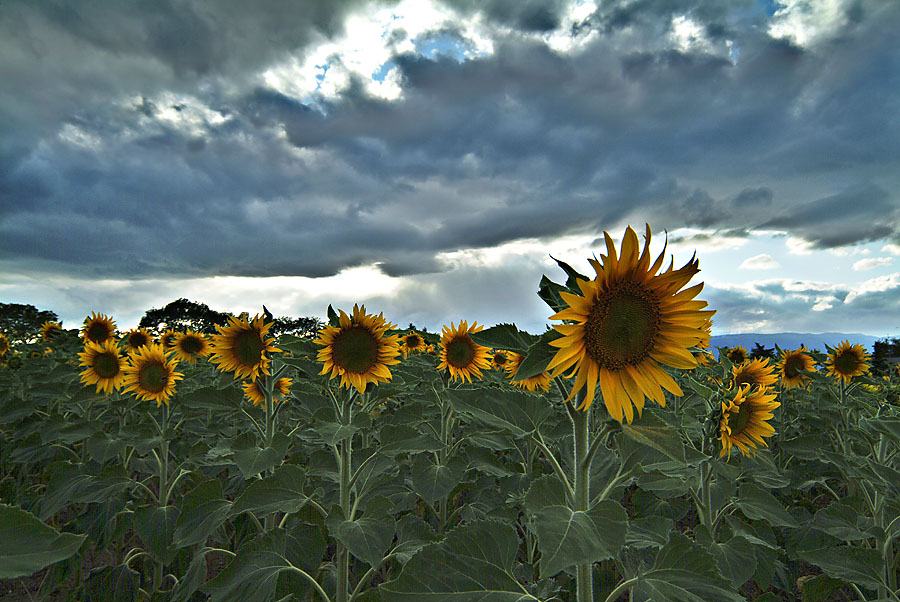 Sunflowers