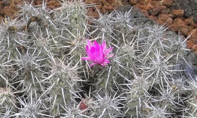 RosePurple Cactus Flower  BO corrected crop7 IMG02990