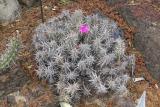 Rose purple cactus flower IMG02991