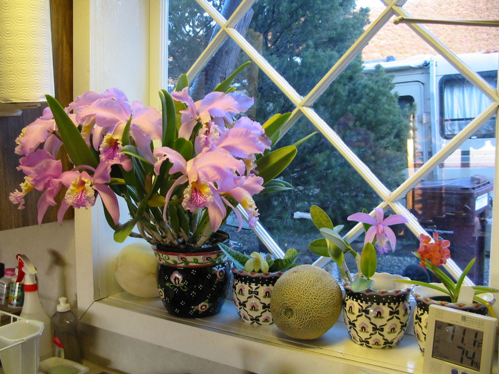 Orchids on window sill