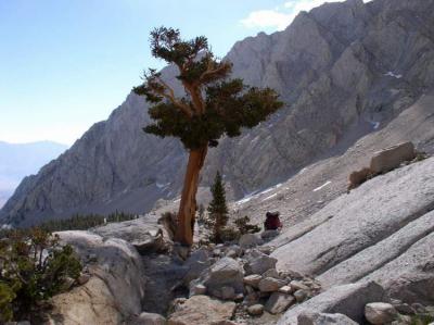 foxtail pine above mirror lake