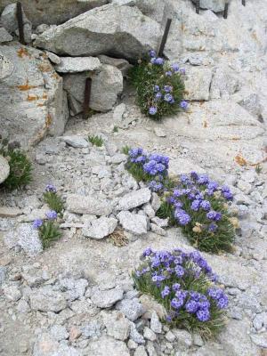 flowers on the switchbacks - from jay.JPG