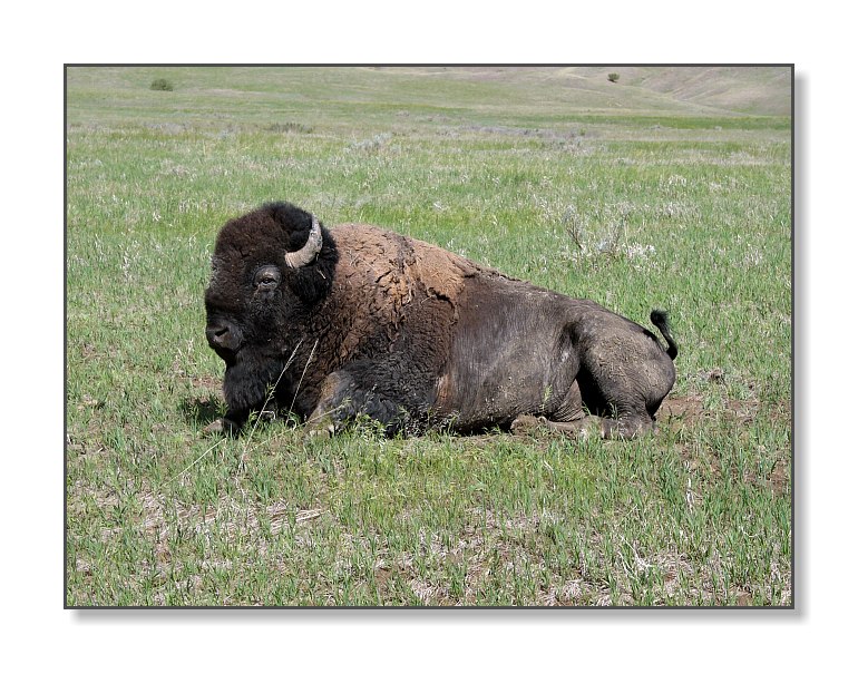 <b>Where the Buffalo Roam...</b><br><font size=2>(or at least lie around)<br>Badlands Natl Park, SD
